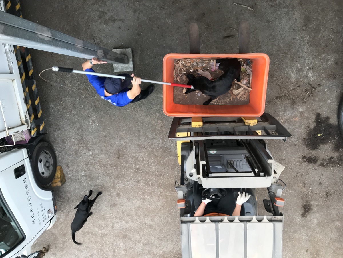 動保處救援人員與清潔隊堆高機配合救援。劉凱/翻攝