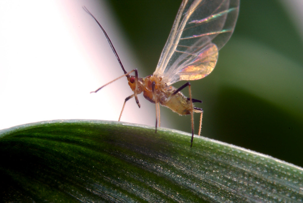穀類蚜蟲(grain aphid)。圖片來源:Rothamsted Research institute