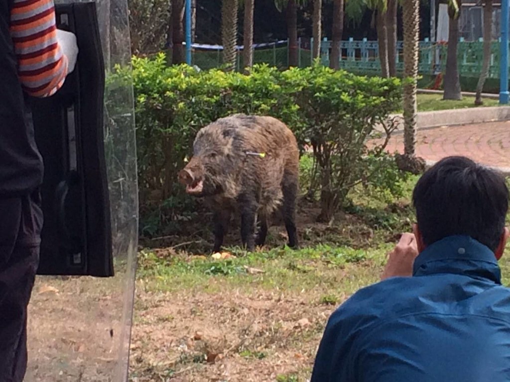 圖片來源：香港野豬關注組臉書。