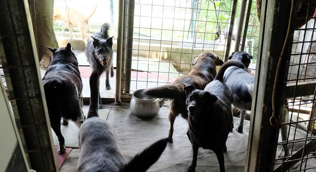 台灣首座百分百綠能浪浪之家落成。攝影:陳文姿