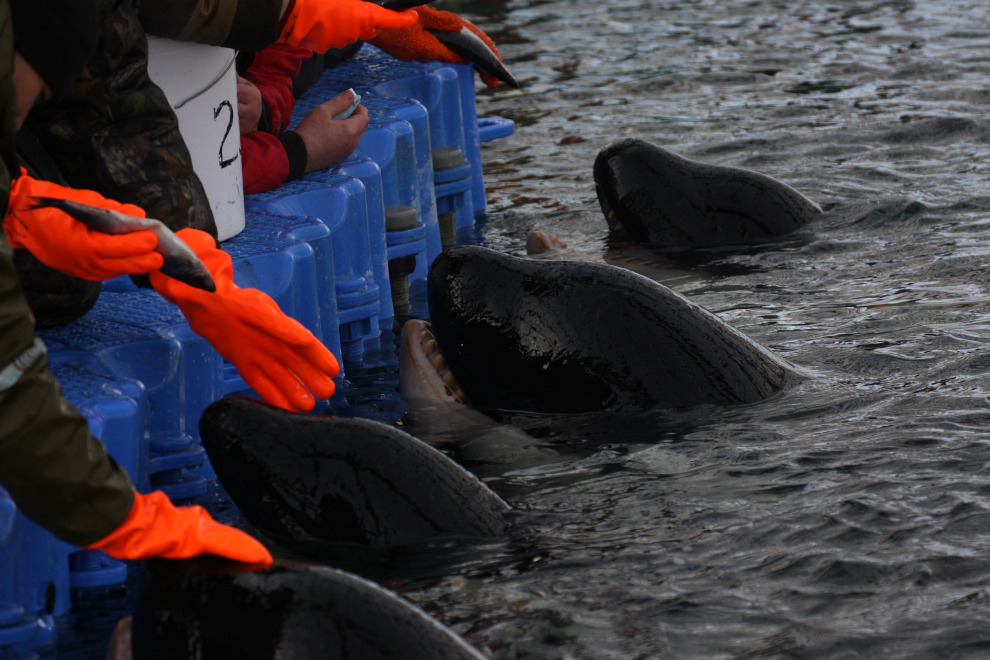 被圈養在室內水池的虎鯨不但沒有足夠的空間自由活動，人工餵食也影響牠們的進食習性。 Photo: Free Russian Whales
