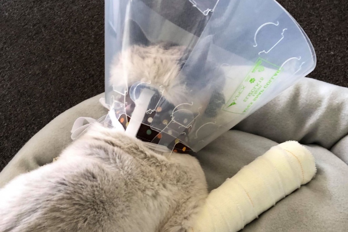 Charlie的下巴、四肢和腳趾骨折。(Instagram@charliesupercat18)