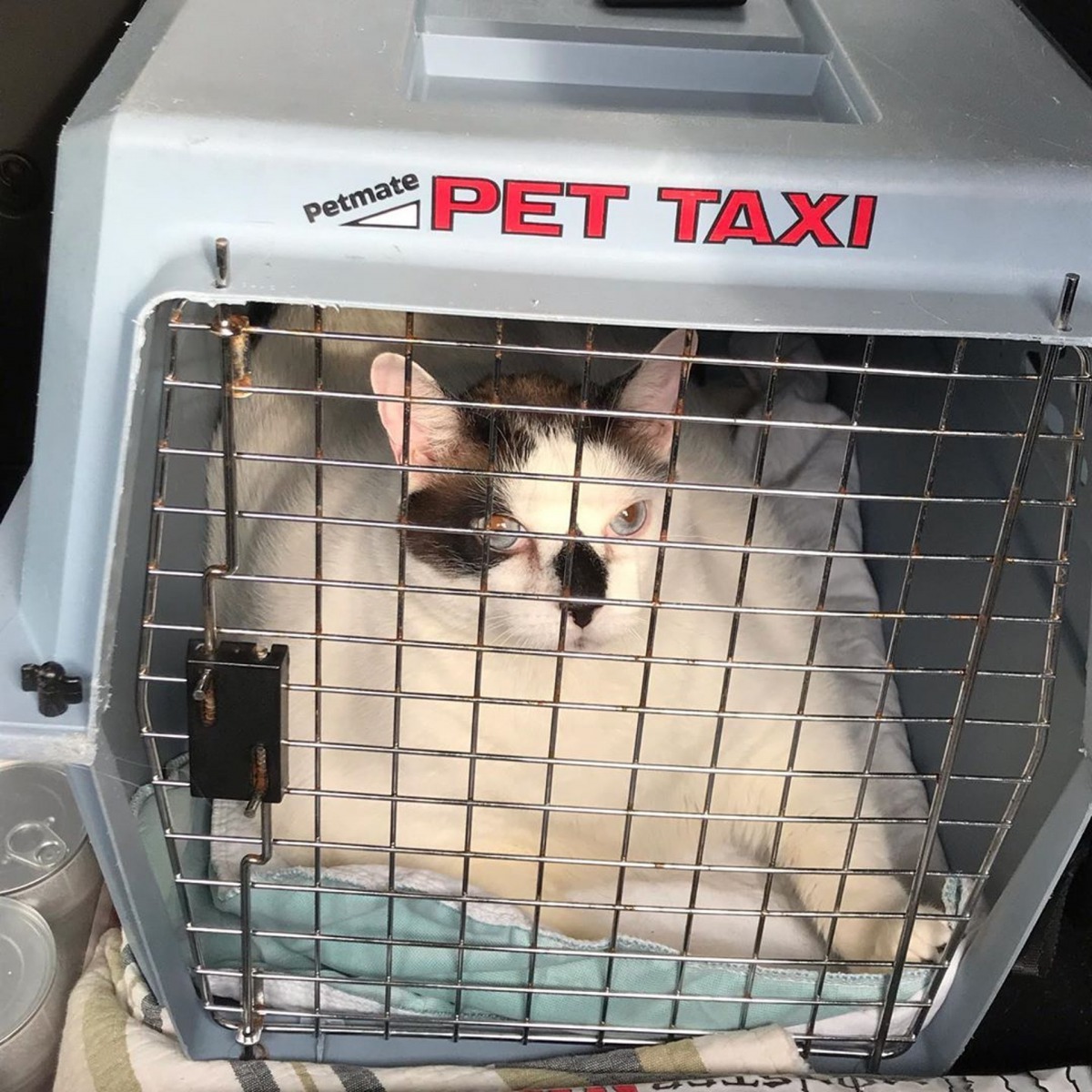 Barsik胖到差點找不到寵物籠。（Instagram圖片：bigbarsik）