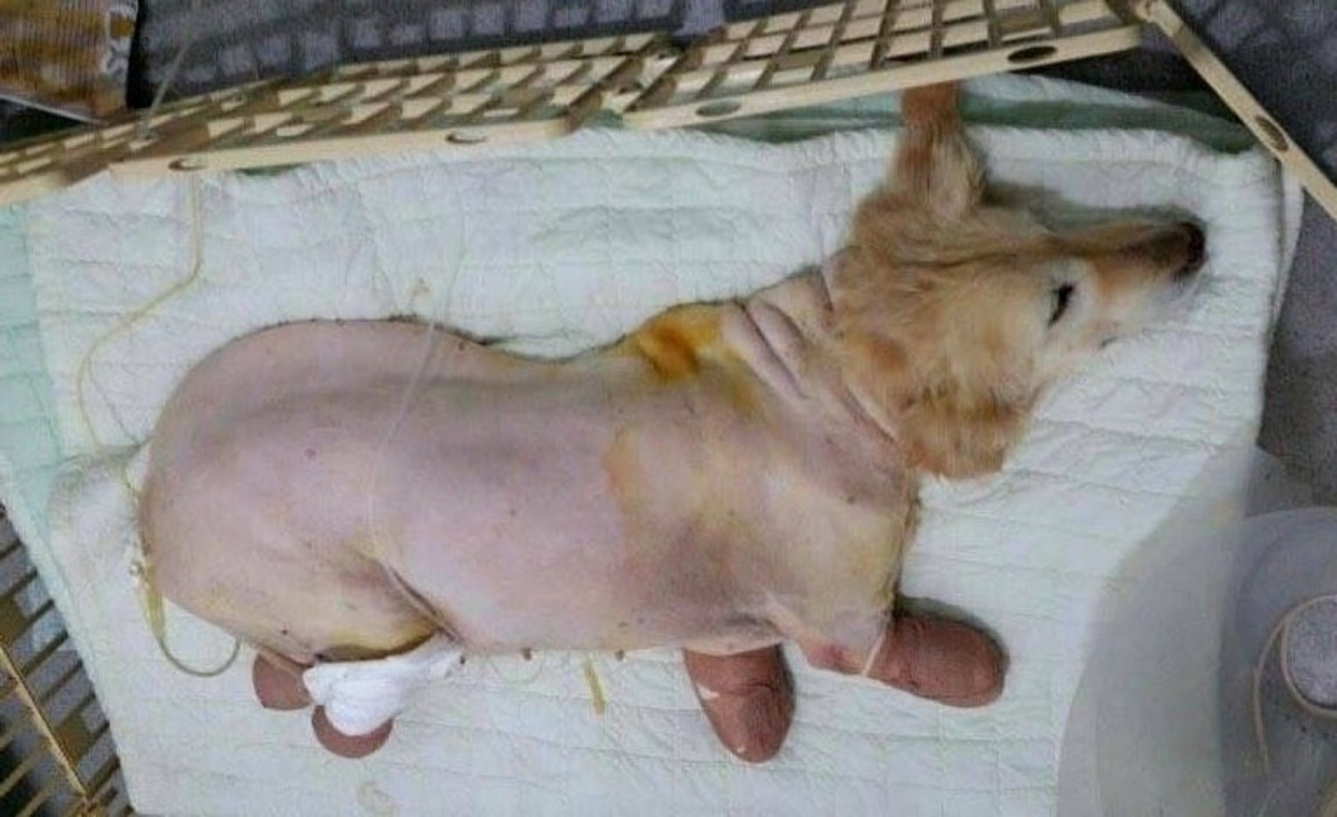 2016年，Chi Chi被韓國狗肉屠宰場丟棄於垃圾筒內。（Instagram@chichirescuedog）