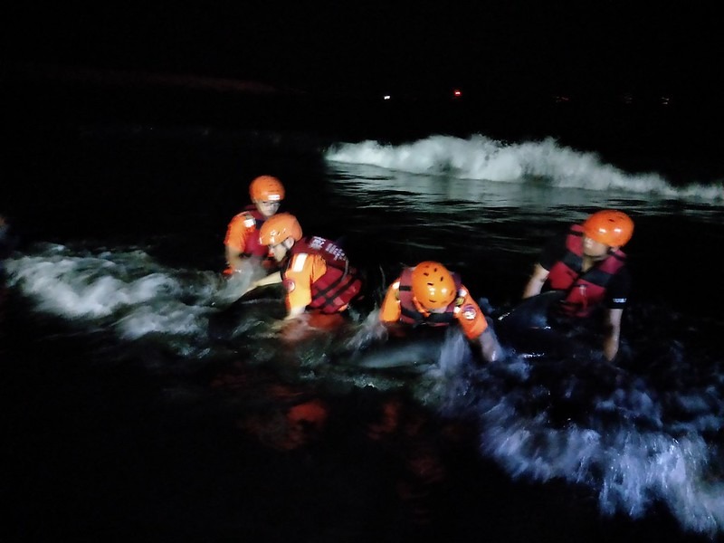 發現六隻擱淺小虎鯨，海巡人員趕往現場就擱淺小虎鯨保定。海保署提供。