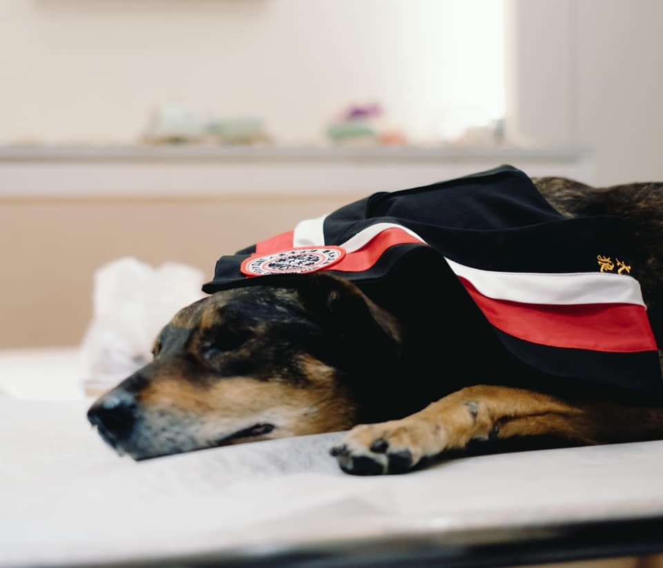 太狼很安詳。（Facebook圖片：東吳大學搖尾巴社）