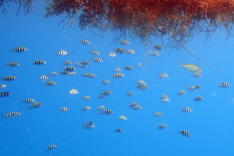 人工試驗藻床聚集之魚群。圖片來源：水試所提供