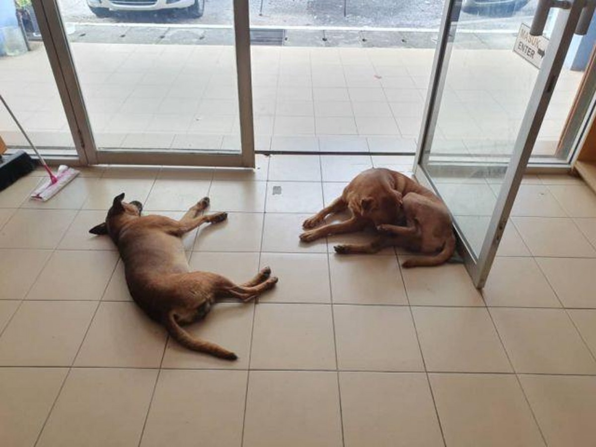 流浪狗在洗衣店休息。（The Star）