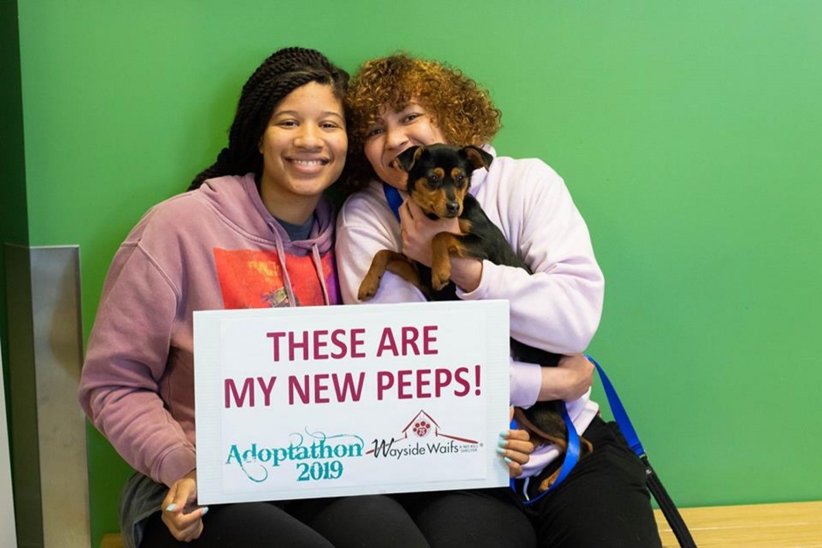 幾乎整個收容所的動物都被收養了。 （Facebook@ Wayside Waifs）