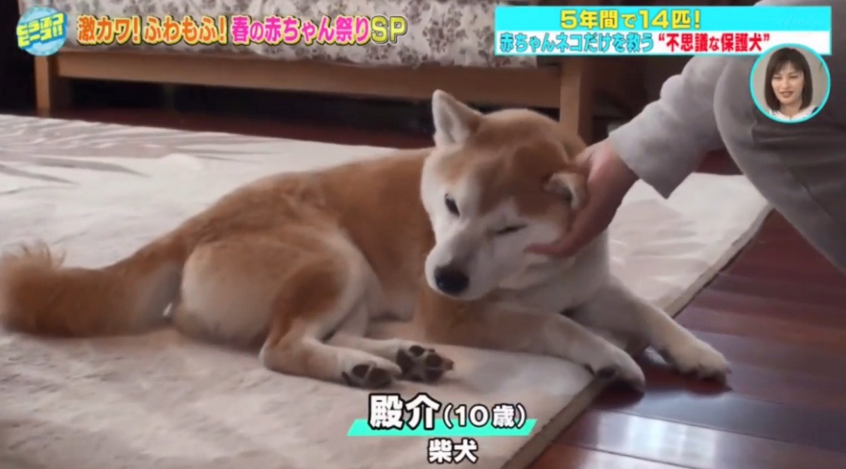 即使現已10歲，但殿介仍十分有活力。（節目截圖）