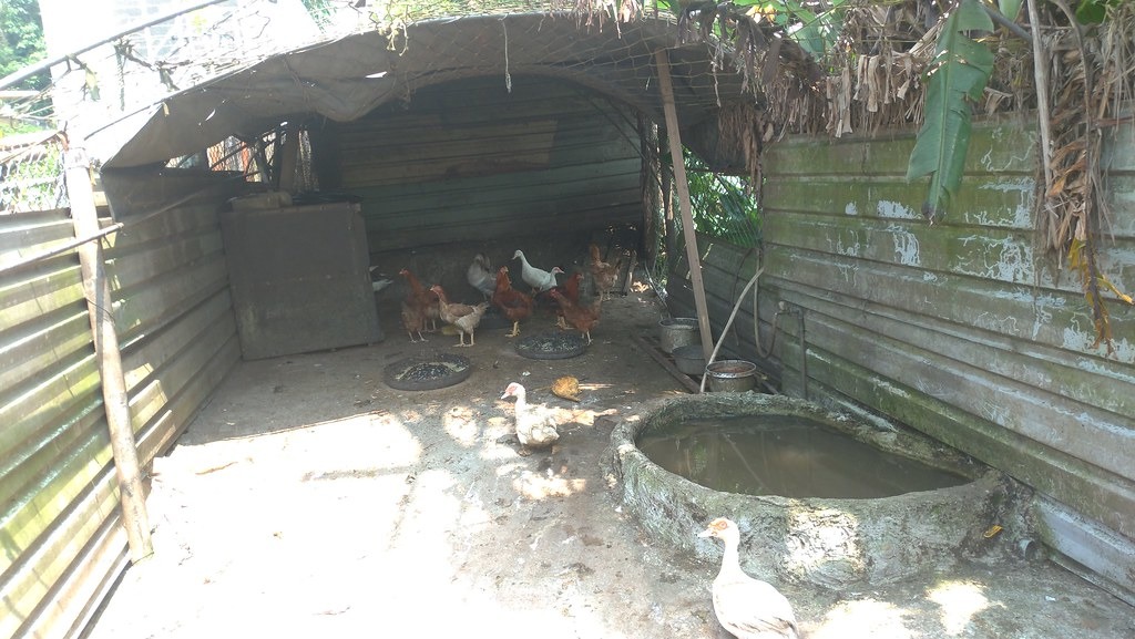 當地居民說，許多人家都會養雞鴨，多只有幾十隻供自己使用。孫文臨攝