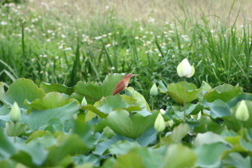 荷花盛開群鳥飛舞，臺東縣環保局請民眾一同守護太平溪人工濕地。臺東縣政府/提供