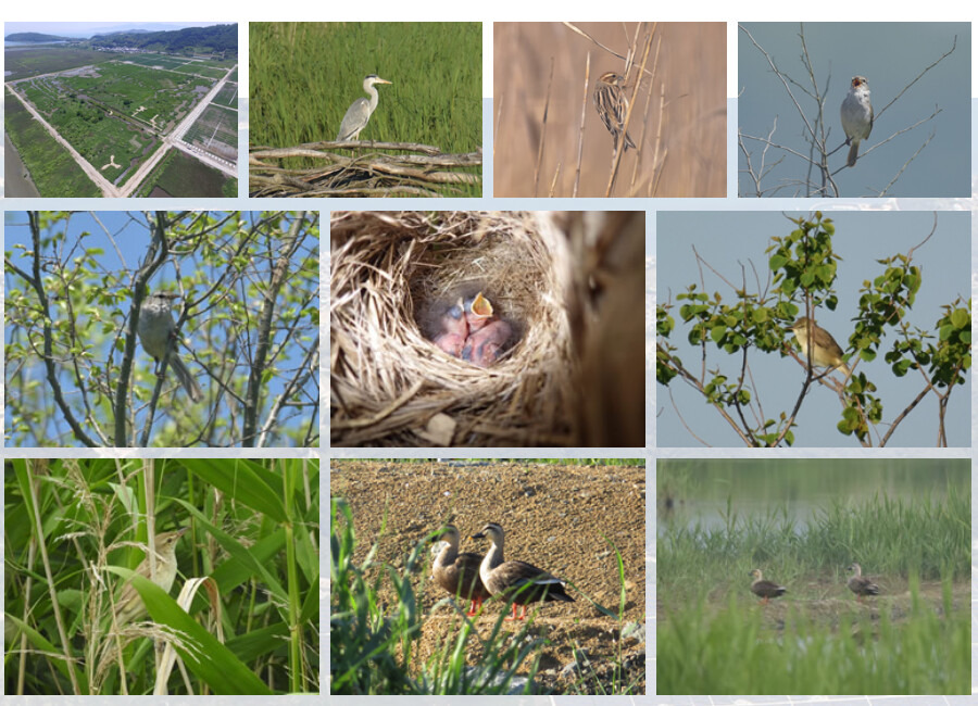 「瀨戶內kirei太陽光發電所」官網列出的當地鳥類現況。圖片來源：瀨戶內kirei太陽光發電所