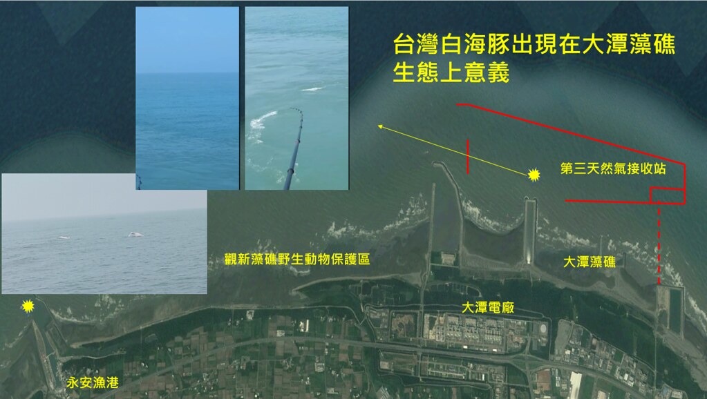 在大潭藻礁發現白海豚出沒，此處也是三接港要建設的地方。圖片提供：搶救大潭藻礁行動聯盟、蠻野心足生態協會