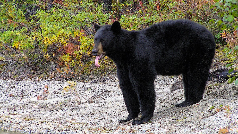 不論如何，看到野生動物，最好作法還是保持距離。圖為黑熊示意圖。 Photo: NPS