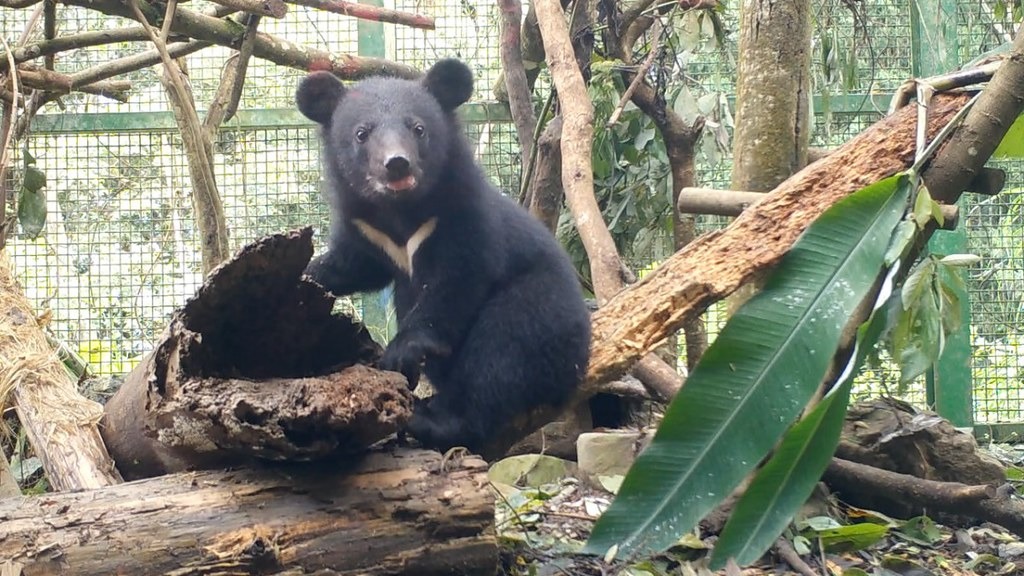 南安小黑熊進行野放訓練中。2018年10月，資料照片。林務局提供。