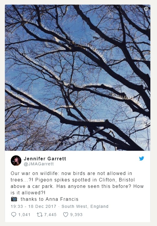 圖為布里斯托作家嘉瑞特的Twitter，這張防鳥尖刺的照片讓許多環保人士感到不滿。