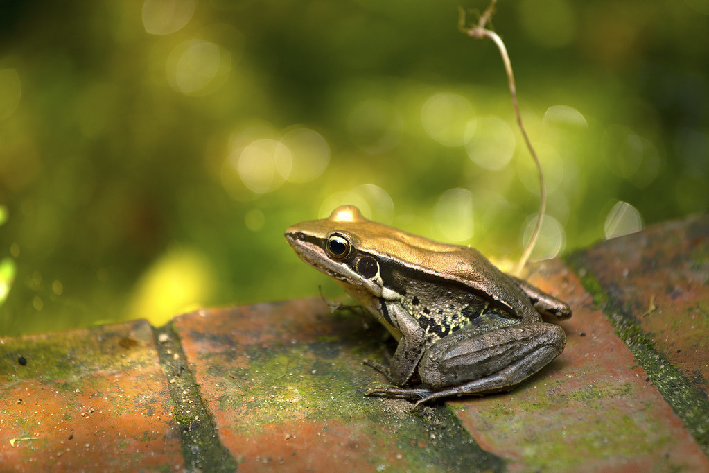 蛙調志工仍以北部較多，為了盯緊生態熱點，楊懿如盤點出全台110蛙類重要棲地。圖為雙連埤的貢德氏赤蛙。攝影：翁億齡