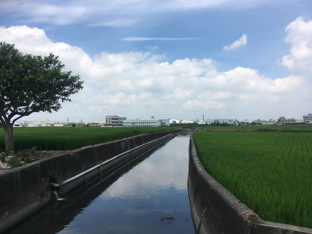 陡直、光滑的混凝土護岸,多處攔水堰及固床工,是流經農業區的區域排水常見的樣貌,一直以來,這些剛性結構物提供快速排洪、保護農地、效率取水、增加產能等滿足人類需求的功能。圖為流經台中市烏日區及霧峰區的后溪底排水。拍攝:顧玉蓉。