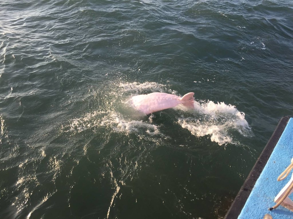 2018年布袋海巡隊在嘉義外海目擊台灣白海豚家族靠近船隻。圖片來源：海巡署提供。
