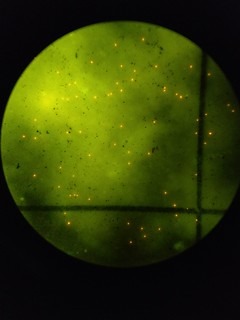 殘留在文蛤體內的塑膠微粒。圖片來源:中研院提供。