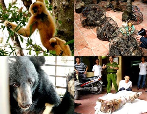 畫面截取自越南自然與環境保護協會。