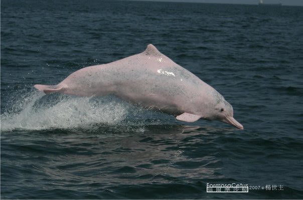 台灣白海豚。楊世主攝，台灣媽祖魚保育聯盟提供。