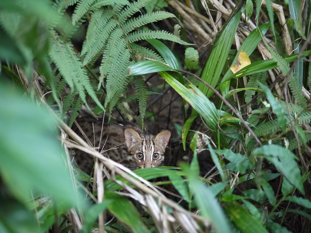 石虎棲地的描述，不能單就人類的行政區域分法思考。攝影：陳美汀