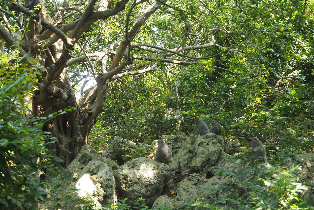 柴山因過去長期軍事管制保留原始山林生態，台灣獼猴是代表野生動物。攝影：李育琴