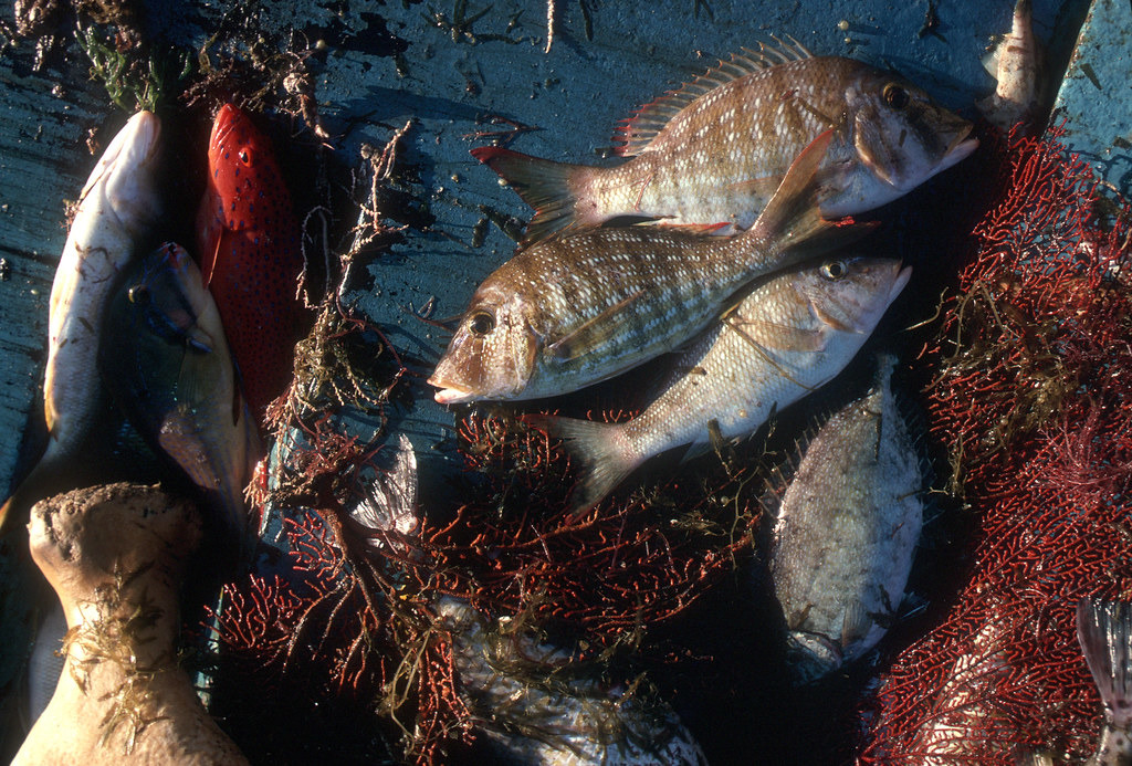 汞汙染會殘留在魚體內、循著食物鏈不斷累積。圖片來源：Marine Research（CC BY 3.0）