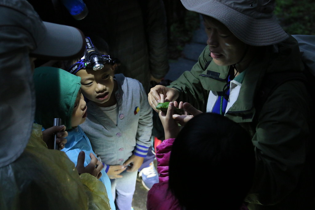 活著的蛙類是最佳教育解說資產,圖為東眼山國家森林遊樂區夜間觀察活動,孩子們專注聆聽環教師解說蛙類生態。新竹林區管理處提供