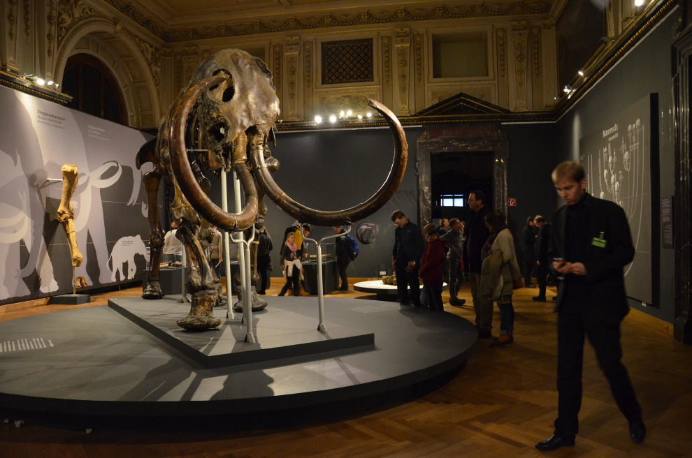 這次研究的靈感來自 2017年,一份關於長毛象的研究。 Photo: Monika Durickova