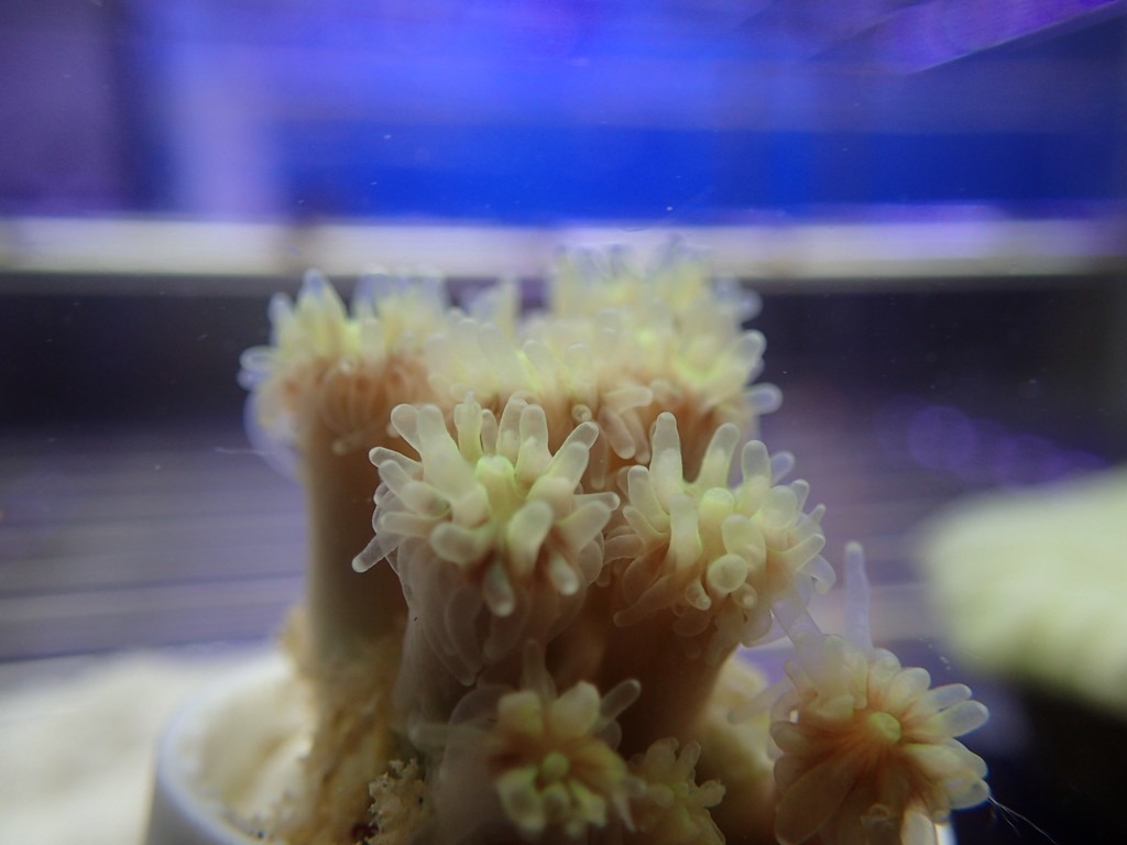薄荷醇處理的「白化」叢狀棘杯珊瑚。王志騰攝。