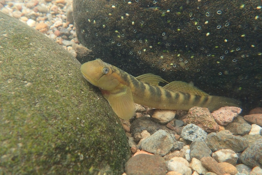 吉哈拉艾以日本禿頭鯊命名之地,讓哈拉回家,是鱉溪治理的重點。攝影:邱柏愷,洄瀾風生態公司提供