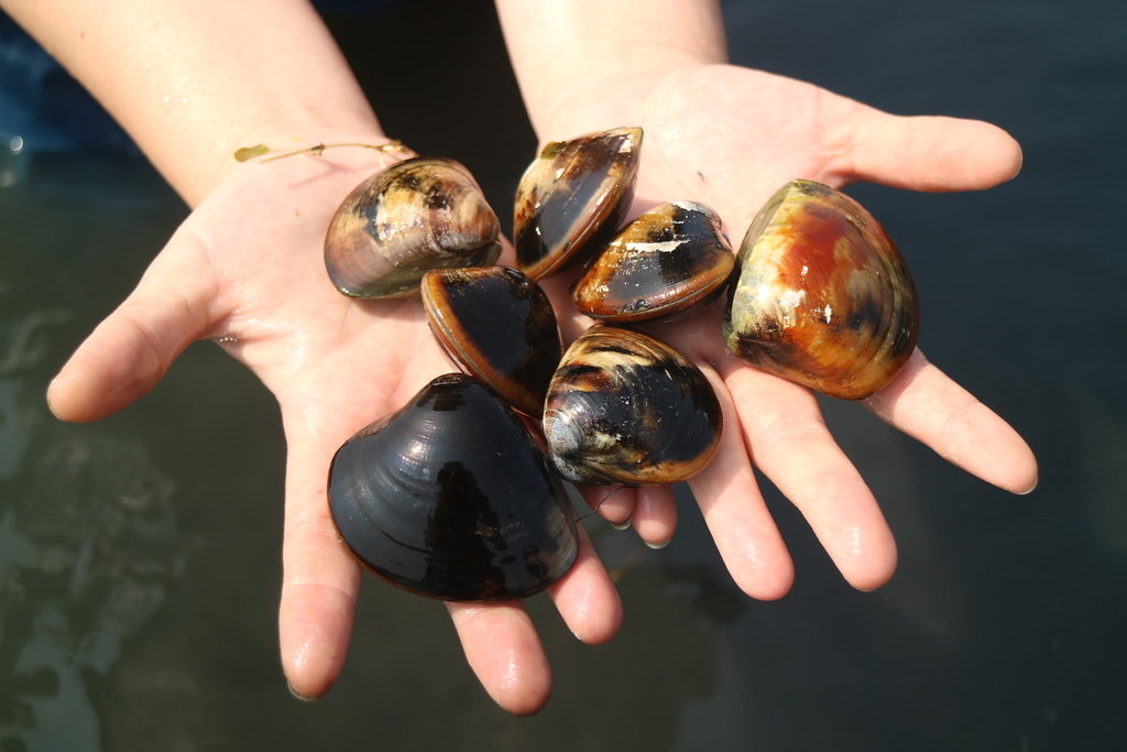 低密度養殖的文蛤,比一般文蛤大上許多。攝影:林芊妤。