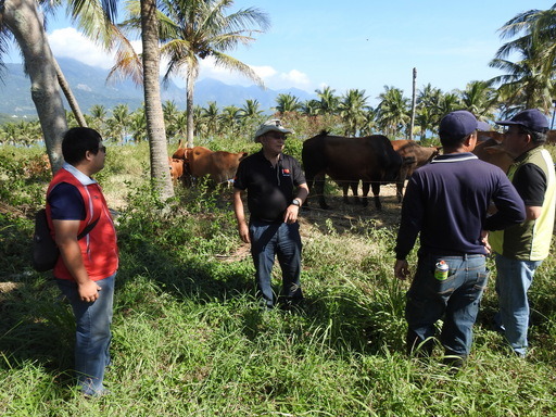 養牛戶需做好初生小牛剪耳號,沒有打耳號的牛隻耳朵必須夾上耳號。台東縣政府/提供