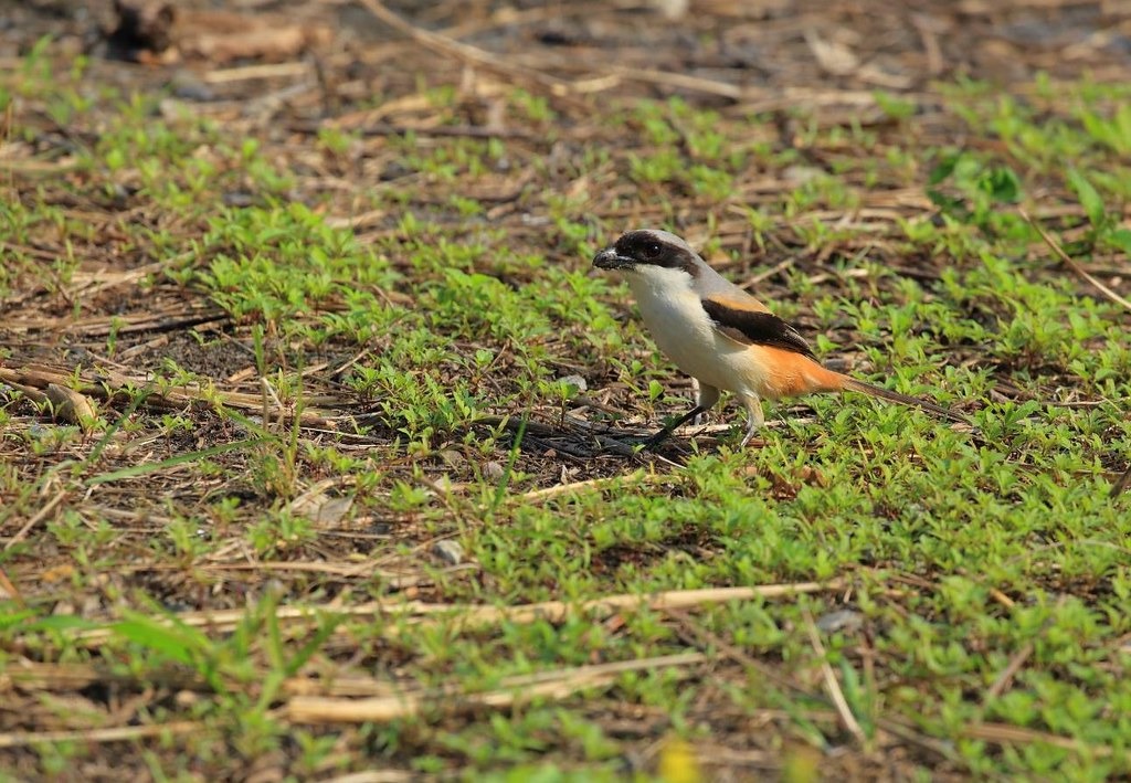 棕背伯勞是留鳥,也有度冬族群。攝影:翁億齡