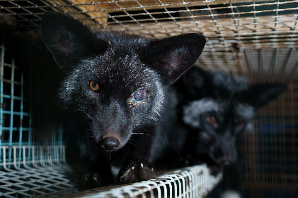 皮草養殖場內的動物承受著極端的心理壓力。圖片來源:Oikeutta eläimille