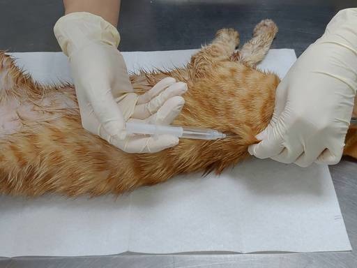 屏東縣府積極將街頭的流浪犬貓施予絕育、剪耳標記及植入晶片後，待手術恢復期後回置。屏東縣政府/提供