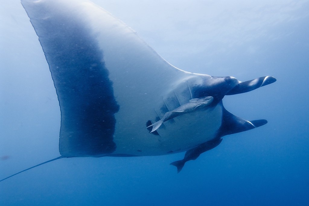 雙吻前口蝠鱝(Manta birostris)。圖片來源:Elias Levy(CC BY 2.0)