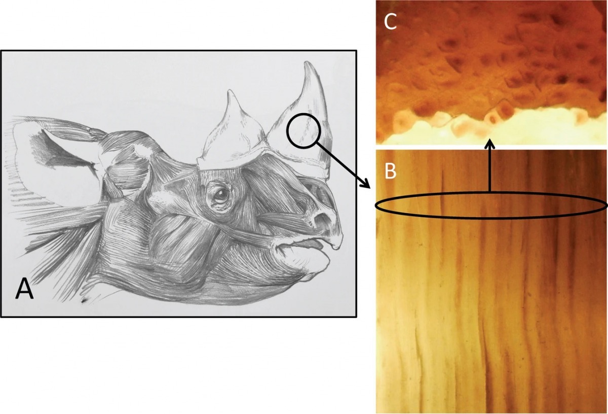 科學家說,馬和犀牛的親緣關係相近,馬尾毛髮的尺寸與犀牛角的角蛋白絲相近。。照片取自《自然》期刊網站