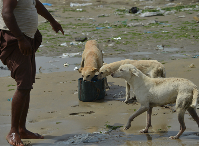「犬之島」上因為沒有適合飲用的淡水，路過的漁夫會帶一桶飲用水給野狗們喝。 Photo: Express Tribune