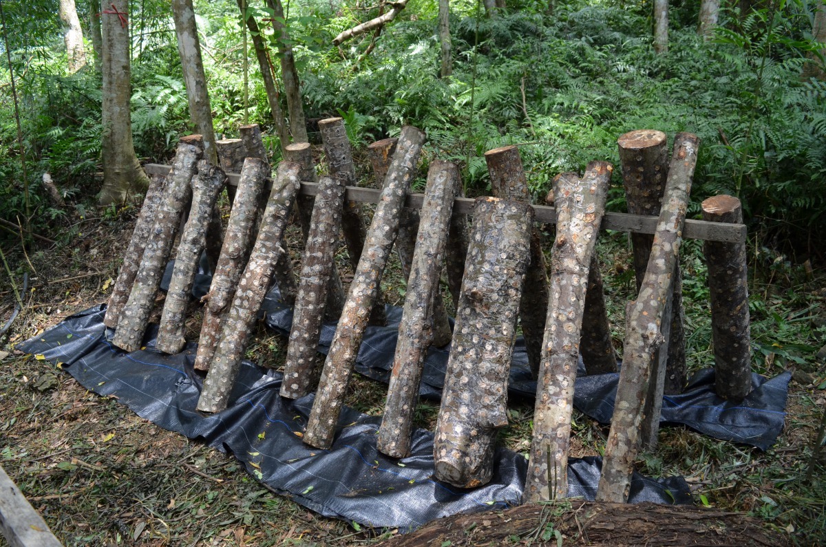 友善環境前提下,大地處鼓勵林農提出培育香菇等林下經濟申請。林務局/提供)