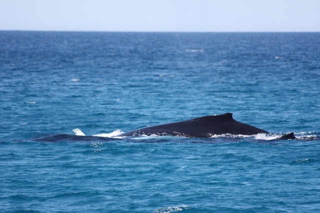 遨遊澳洲海域的大翅鯨母子。圖片提供：Maja Nimak-Wood