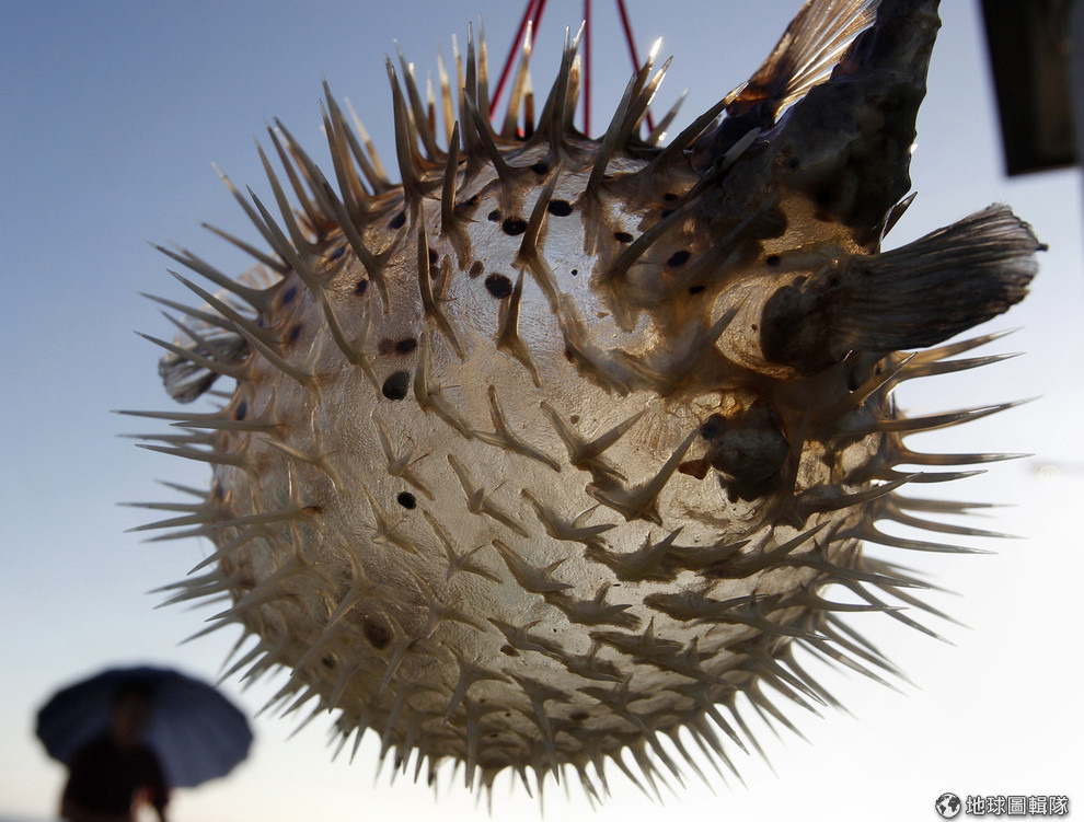 在台灣澎湖，一隻掛在店門口的河豚被攝影師捕捉下來。 路透社