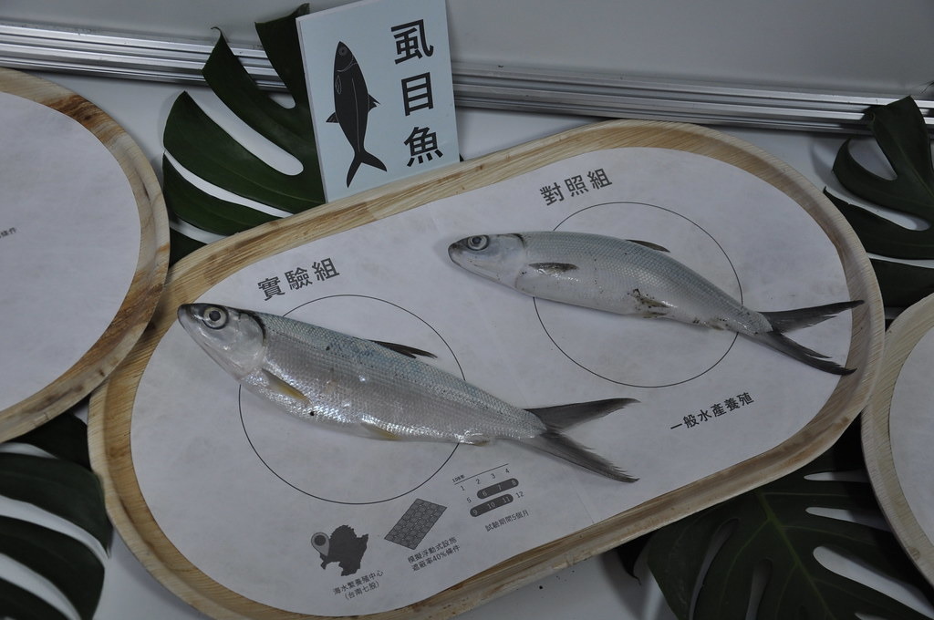 水試所展現過去一年漁電共生試驗成果。孫文臨攝