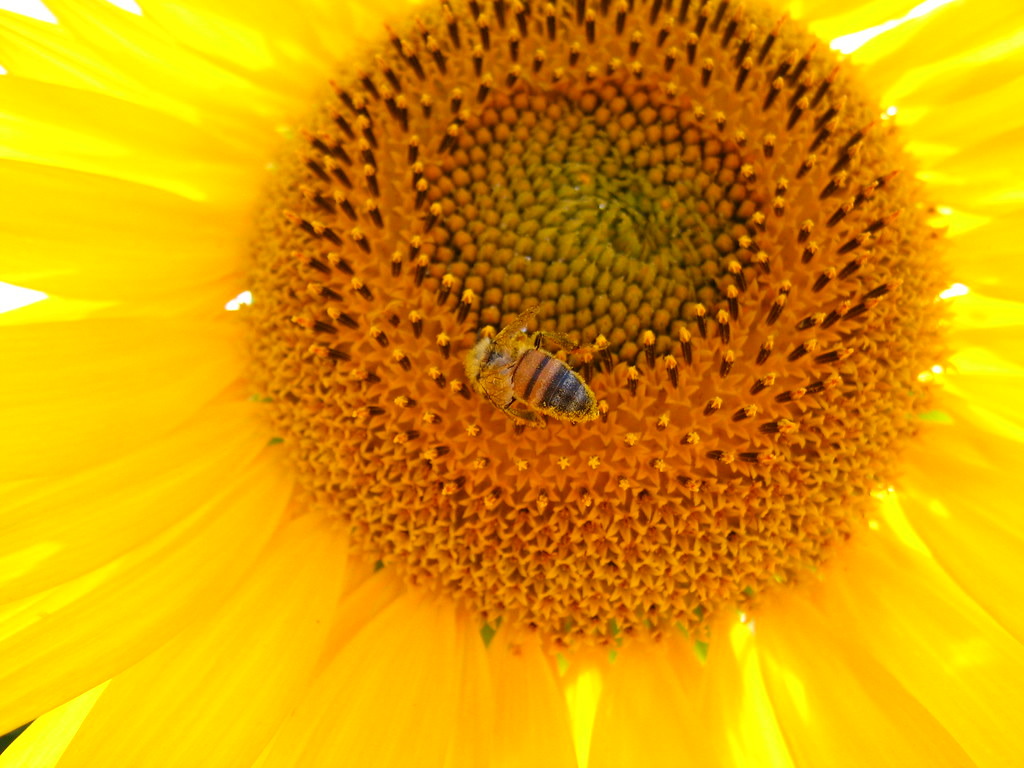 研究指出，向日葵的花粉似乎可以減少熊蜂腸道受感染的嚴重性。照片來源：Sergio（CC BY-NC-ND 2.0）