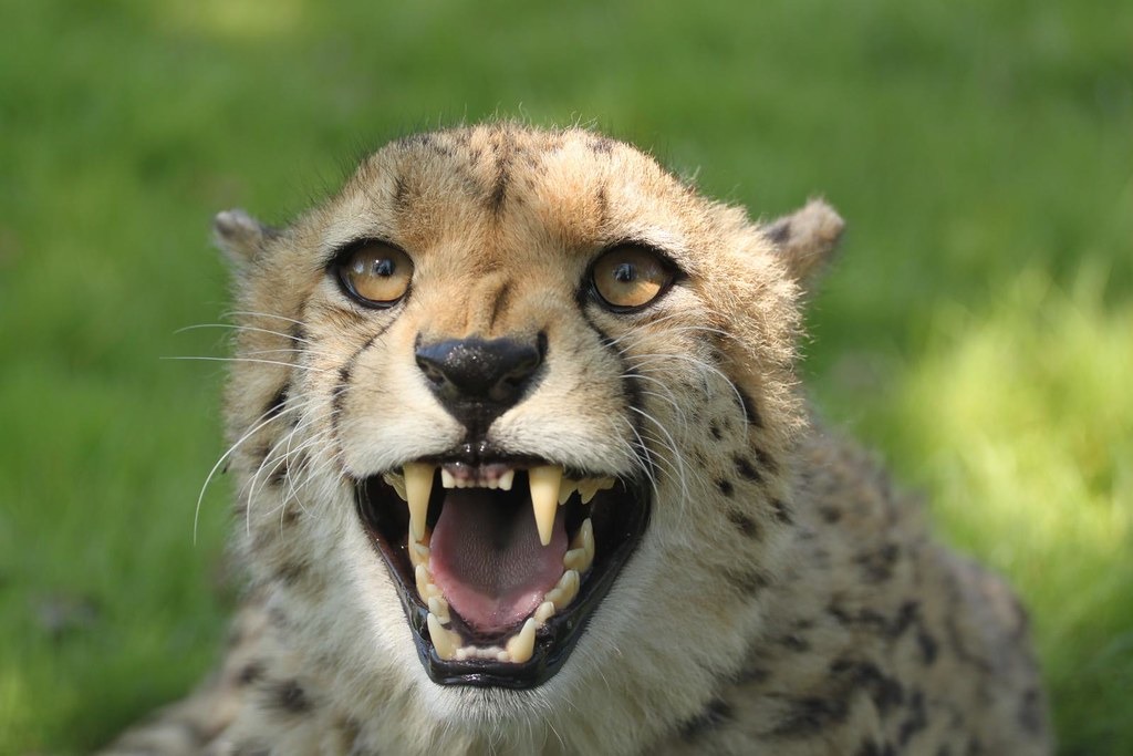 我們應該教育遊客，人類與野生動物互動是不自然的。照片來源：Danny Nicholson（CC BY-ND 2.0）