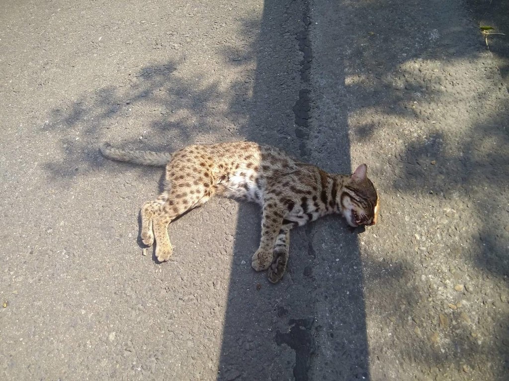 減少石虎路死公路，導航置入路殺熱點後，進入該路段將沿路警示。圖片來源：高公局