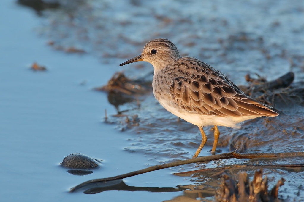 來台度冬的小環頸鴴、灰斑鴴、長趾濱鷸、鷹斑鷸等,族群數量明顯減少,但在蘭陽溪口的田董米一帶,數量卻未見下降。圖為長趾濱鷸。圖片來源:羅東林管處提供
